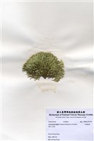 藏品(白果胞藻)的圖片